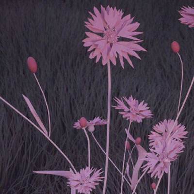 大发dafa888app下载