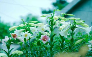 《百合花开》读后感6篇