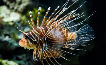 生物八上教案8篇