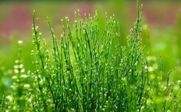 小学生花和草的作文参考7篇