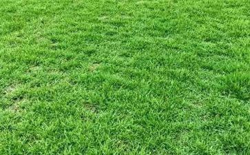古诗《草》的教案7篇