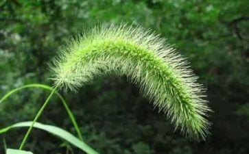 花和小草作文通用5篇