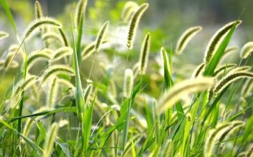 稻草狼读后感5篇