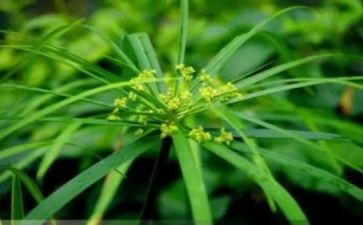 草房子心得体会600字8篇