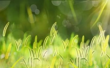 草木屋读后感推荐8篇