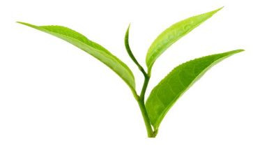 茶营销活动方案优质6篇