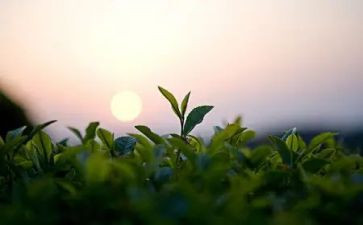 采茶的教案8篇