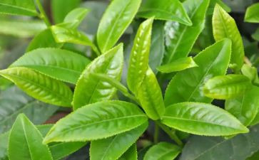 黑茶文化调查报告6篇