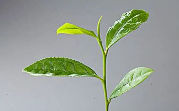茶营销活动方案通用5篇