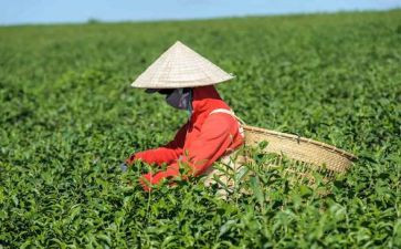 茶艺师的心得体会5篇