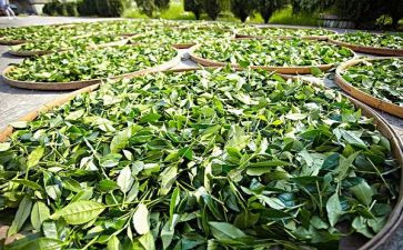 茶营销活动方案参考7篇