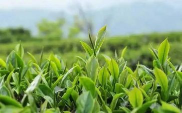 茶的心得体会500字5篇