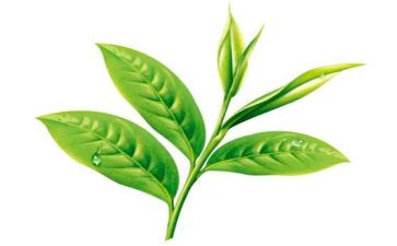 茶艺课心得体会精选8篇