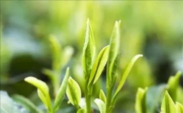 藏茶调研报告精选5篇