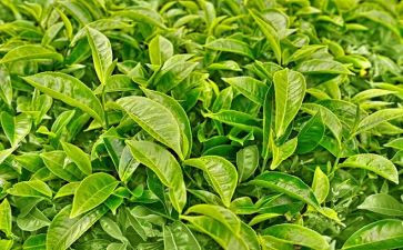 茶与我的生活心得体会6篇