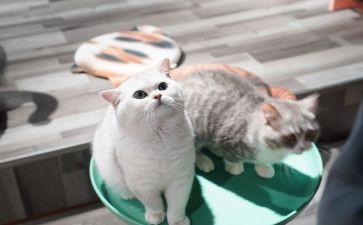 养宠物猫的作文通用8篇