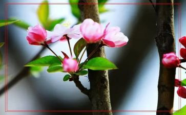 和春节有关的演讲稿5篇