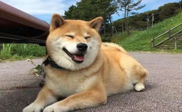 演演讲狗的作文模板5篇