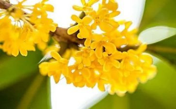 7《桂花雨》教学反思6篇