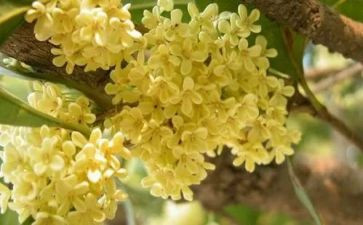 赏桂花作文500字参考6篇