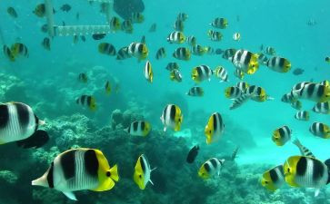 海底2万里读后感8篇