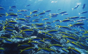 海底两万里读后感400字8篇