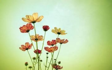 青铜葵花400字的读后感8篇