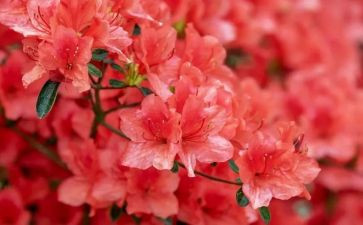 青铜葵花读后感400字8篇