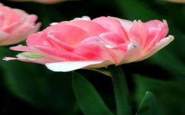 青钢葵花读后感优秀5篇