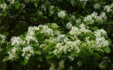 青铜和葵花读后感优质6篇