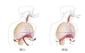 在呼吸内科的自我鉴定5篇