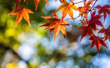秋500字作文写景作文模板5篇