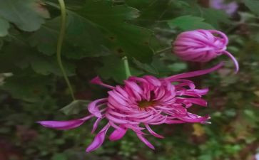 菊花的读后感8篇