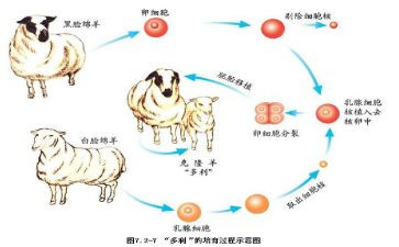克隆我后作文优秀7篇