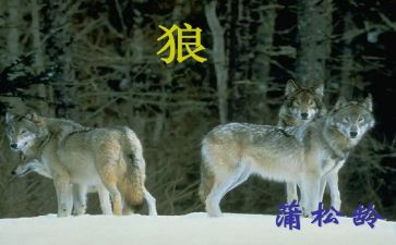《狼》读后感300字最新8篇