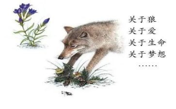狼王梦读书心得600字6篇