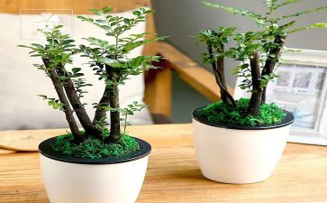 绿化合同模板6篇