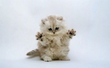 猫武士,读后感优质6篇