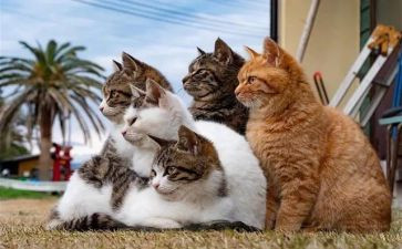 作文熊猫作文最新7篇