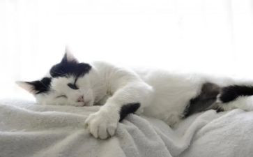 我是猫的读后感800字5篇