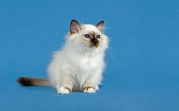 大龙猫的观后感精选5篇