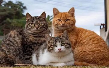 天猫工作总结范文7篇
