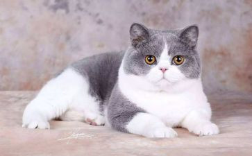 关于猫作文优质7篇