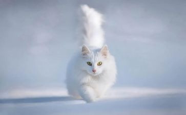 《猫》读后感600字模板5篇