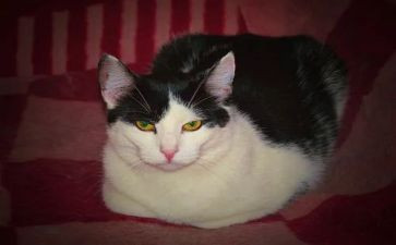 狗猫鼠心得体会5篇