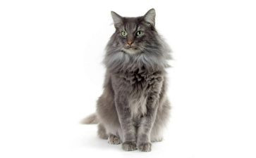 猫的读后感300字推荐5篇