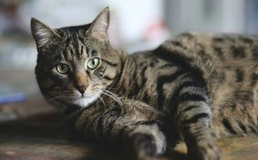 我是猫读后感400字7篇