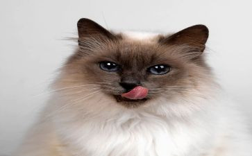读了猫的读后感最新6篇