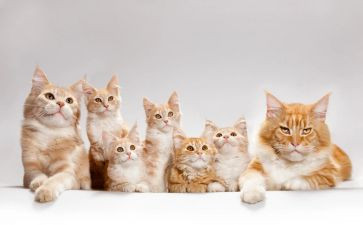 猫的读后感300字优质8篇