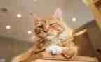 猫捉鼠教案6篇